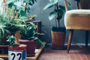 Top 8 Indoor Plants